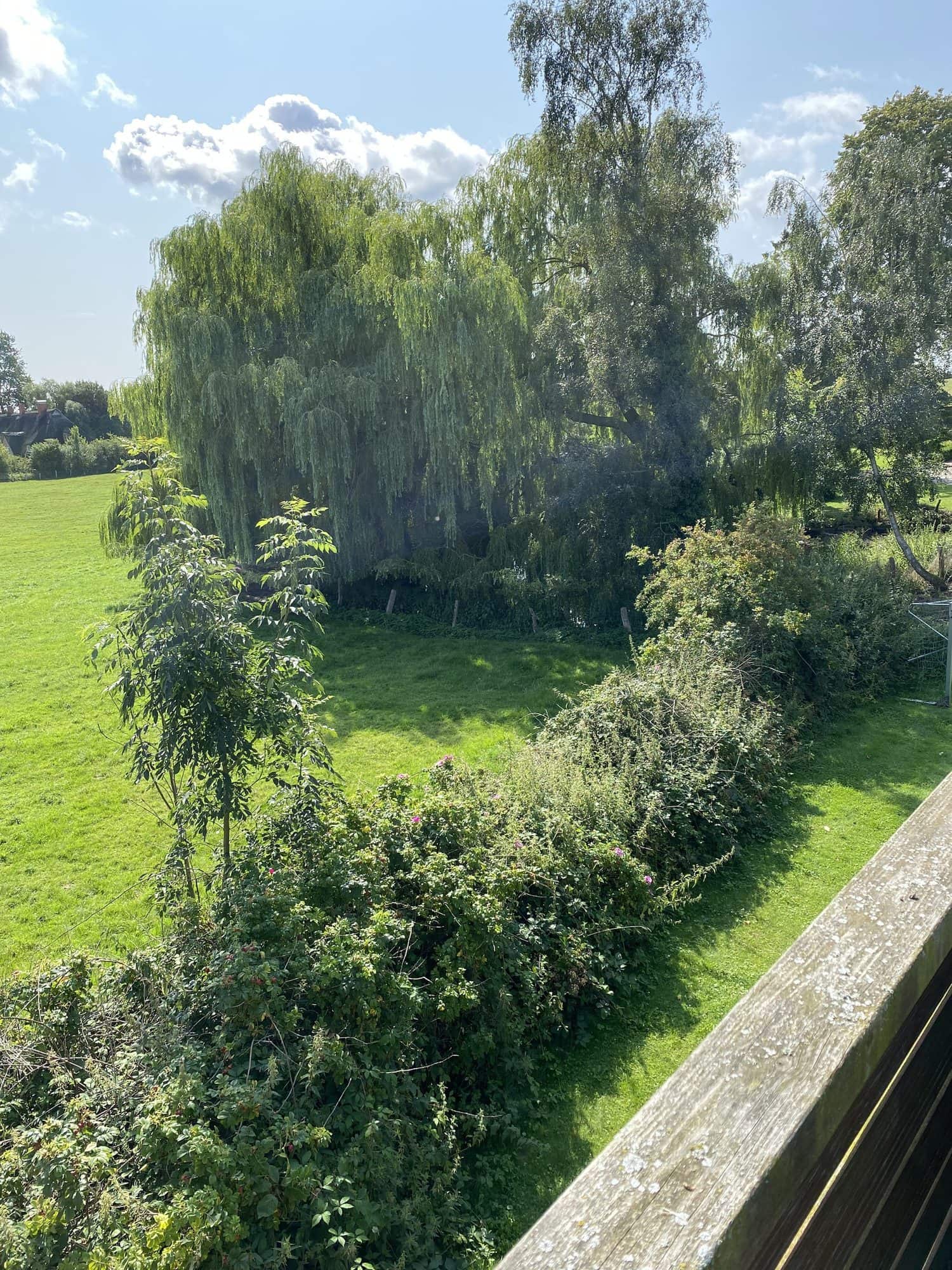 Trauerweide am Teich auf dem Grundstück in Riepsdorf