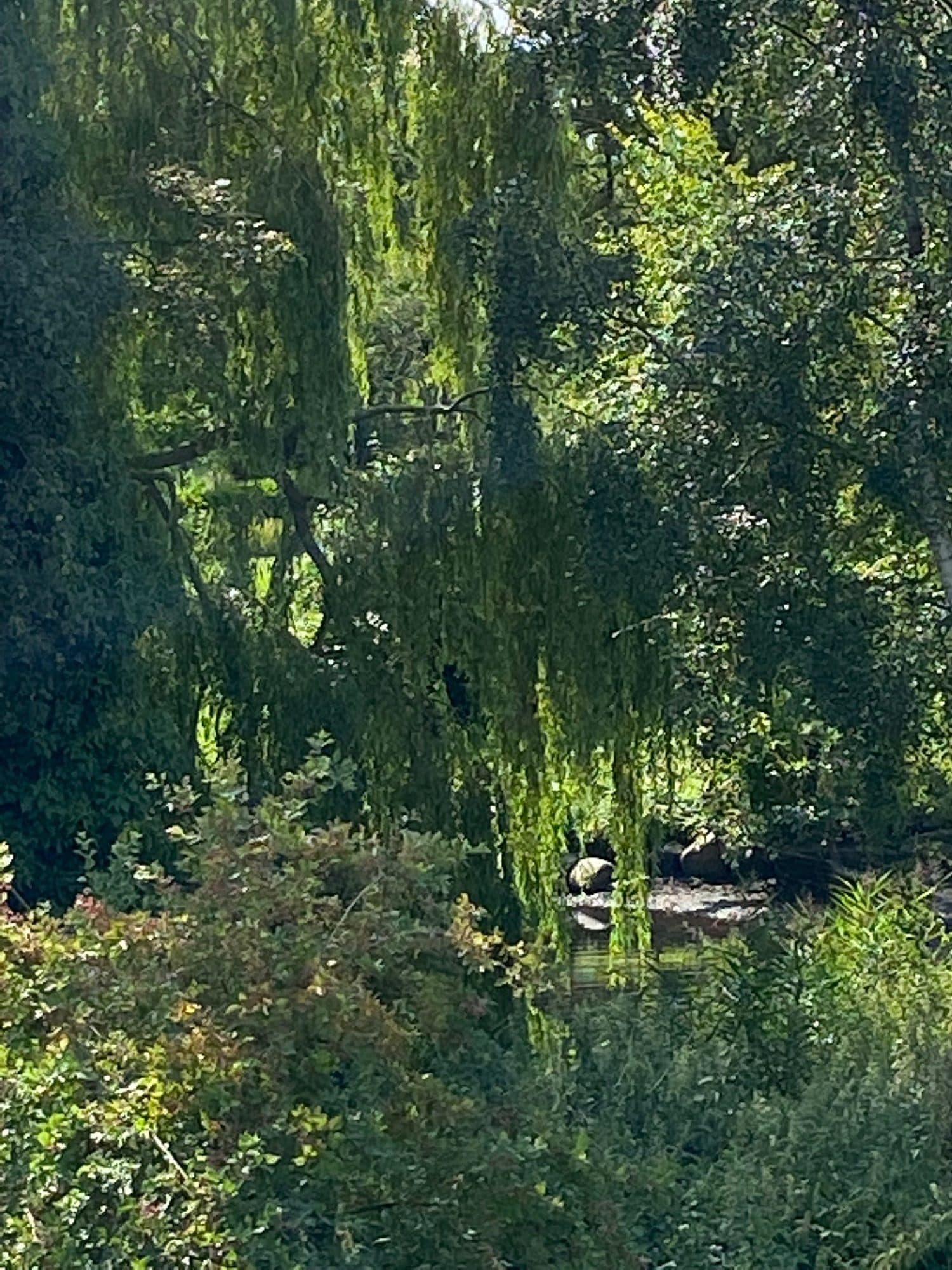 Blick von der Terrasse in den alten Baumbestand