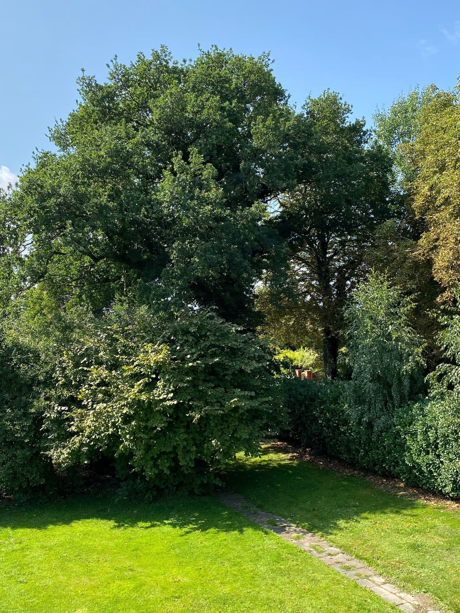 Garten mit Rasenfläche und altem Baumbestand