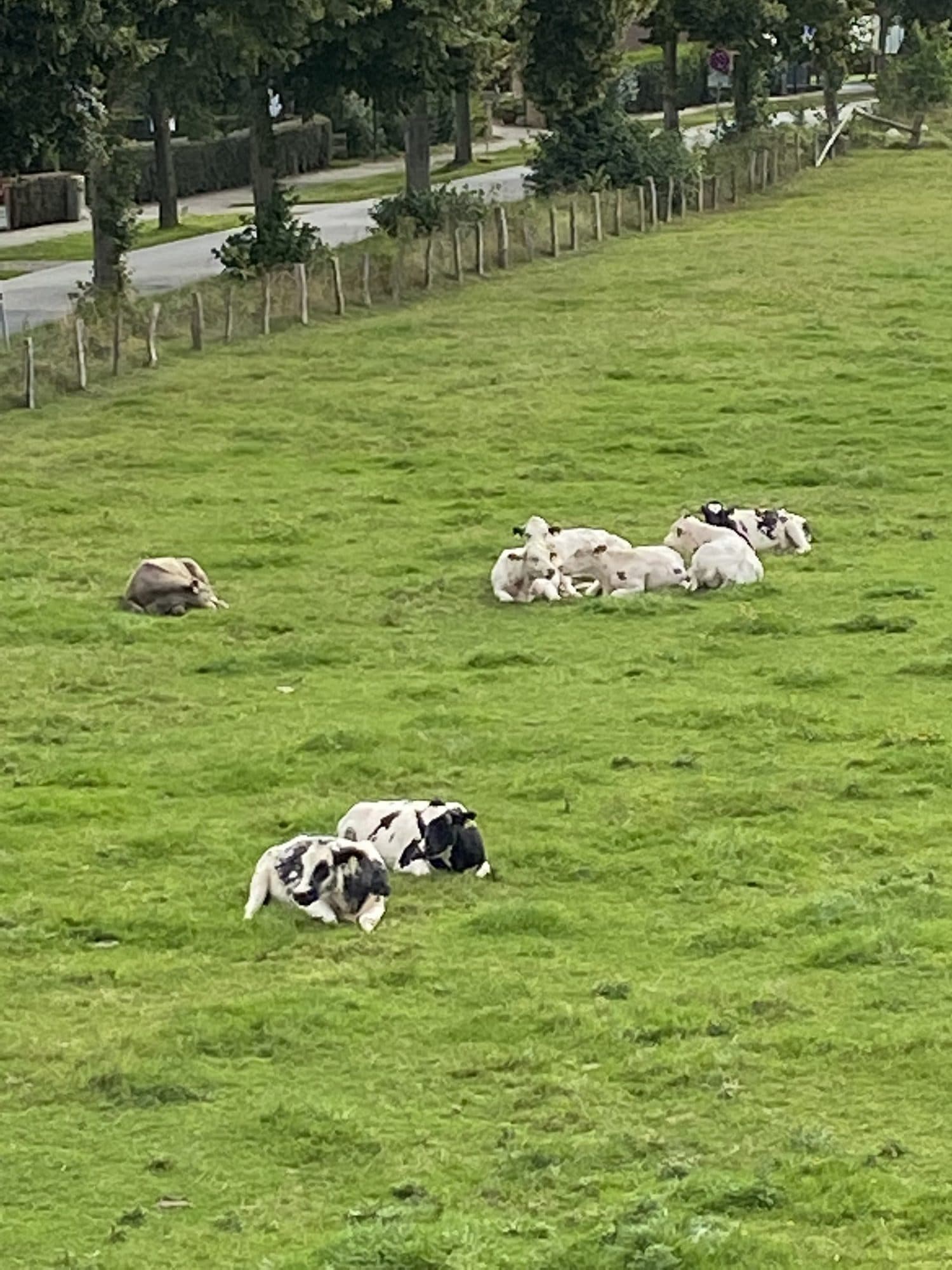 Liegende Kühe auf der Weide gegenüber dem Grundstück