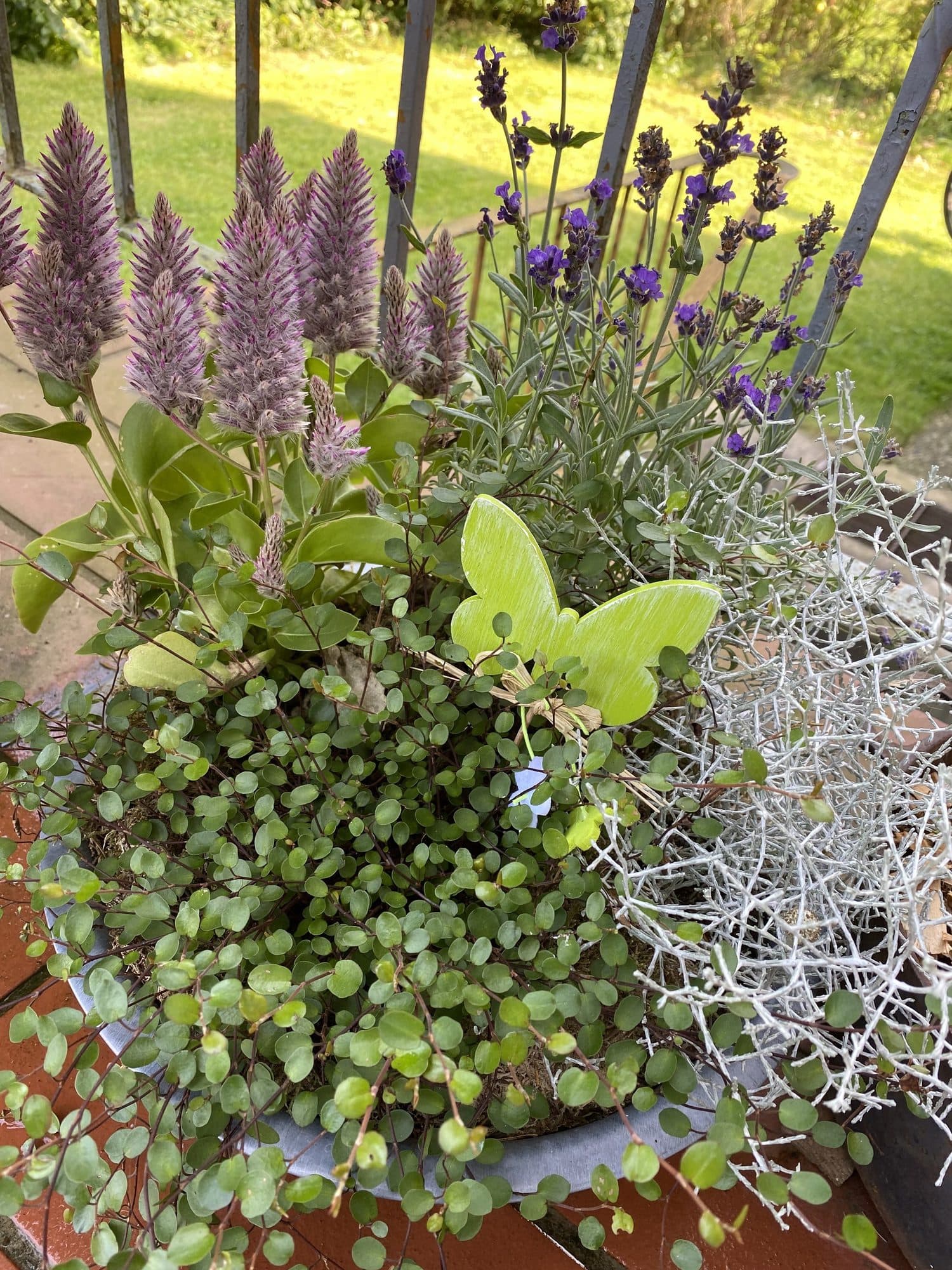Blumenkasten mit Lavendel auf der Terrasse